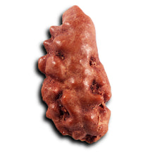 Load image into Gallery viewer, 1 Mukhi Rudraksha from Indonesia - Bead No.161