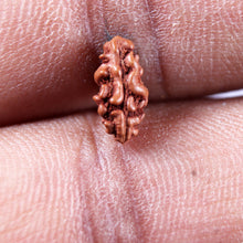 Load image into Gallery viewer, 1 Mukhi Rudraksha from Indonesia - Bead No.162