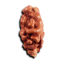 Load image into Gallery viewer, 1 Mukhi Rudraksha from Indonesia - Bead No.162