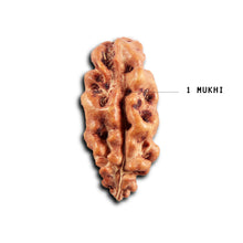 Load image into Gallery viewer, 1 Mukhi Rudraksha from Indonesia - Bead No.163