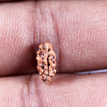 Load image into Gallery viewer, 1 Mukhi Rudraksha from Indonesia - Bead No.163
