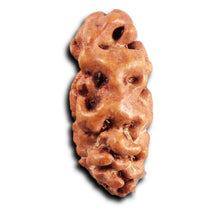 Load image into Gallery viewer, 1 Mukhi Rudraksha from Indonesia - Bead No.163