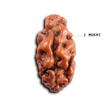 Load image into Gallery viewer, 1 Mukhi Rudraksha from Indonesia - Bead No.164