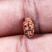 Load image into Gallery viewer, 1 Mukhi Rudraksha from Indonesia - Bead No.164