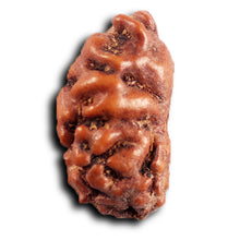 Load image into Gallery viewer, 1 Mukhi Rudraksha from Indonesia - Bead No.164
