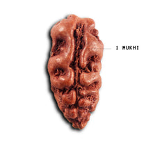 Load image into Gallery viewer, 1 Mukhi Rudraksha from Indonesia - Bead No.165