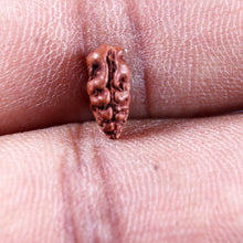 Load image into Gallery viewer, 1 Mukhi Rudraksha from Indonesia - Bead No.165