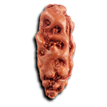 Load image into Gallery viewer, 1 Mukhi Rudraksha from Indonesia - Bead No.166