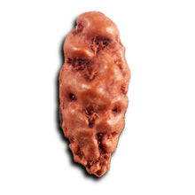 Load image into Gallery viewer, 1 Mukhi Rudraksha from Indonesia - Bead No.166
