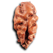 Load image into Gallery viewer, 1 Mukhi Rudraksha from Indonesia - Bead No.167