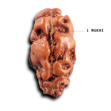 Load image into Gallery viewer, 1 Mukhi Rudraksha from Indonesia - Bead No.167