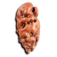 Load image into Gallery viewer, 1 Mukhi Rudraksha from Indonesia - Bead No.167