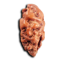Load image into Gallery viewer, 1 Mukhi Rudraksha from Indonesia - Bead No.167