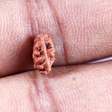 Load image into Gallery viewer, 1 Mukhi Rudraksha from Indonesia - Bead No.168
