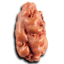 Load image into Gallery viewer, 1 Mukhi Rudraksha from Indonesia - Bead No.168