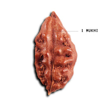 Load image into Gallery viewer, 1 Mukhi Rudraksha from Indonesia - Bead No.169