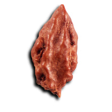 Load image into Gallery viewer, 1 Mukhi Rudraksha from Indonesia - Bead No.169