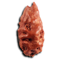 Load image into Gallery viewer, 1 Mukhi Rudraksha from Indonesia - Bead No.169