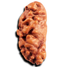 Load image into Gallery viewer, 1 Mukhi Ganesh Rudraksha from Indonesia - Bead No. 170