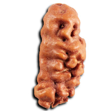 Load image into Gallery viewer, 1 Mukhi Ganesh Rudraksha from Indonesia - Bead No. 170