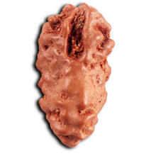 Load image into Gallery viewer, 1 Mukhi Rudraksha from Indonesia - Bead No.171