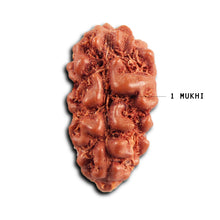 Load image into Gallery viewer, 1 Mukhi Rudraksha from Indonesia - Bead No.171