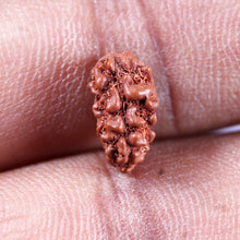 Load image into Gallery viewer, 1 Mukhi Rudraksha from Indonesia - Bead No.171