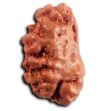 Load image into Gallery viewer, 1 Mukhi Rudraksha from Indonesia - Bead No.171