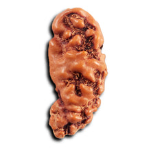 Load image into Gallery viewer, 1 Mukhi Rudraksha from Indonesia - Bead No.172
