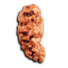 Load image into Gallery viewer, 1 Mukhi Rudraksha from Indonesia - Bead No.172