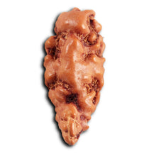 Load image into Gallery viewer, 1 Mukhi Rudraksha from Indonesia - Bead No.172