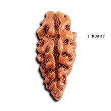 Load image into Gallery viewer, 1 Mukhi Rudraksha from Indonesia - Bead No.172