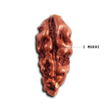 Load image into Gallery viewer, 1 Mukhi Rudraksha from Indonesia - Bead No.173