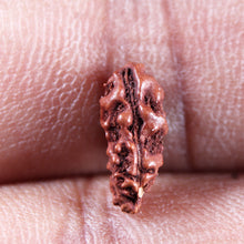 Load image into Gallery viewer, 1 Mukhi Rudraksha from Indonesia - Bead No.173