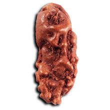 Load image into Gallery viewer, 1 Mukhi Rudraksha from Indonesia - Bead No.173