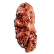 Load image into Gallery viewer, 1 Mukhi Rudraksha from Indonesia - Bead No.173