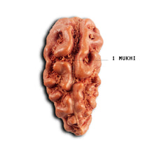 Load image into Gallery viewer, 1 Mukhi Rudraksha from Indonesia - Bead No.174