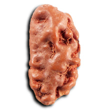 Load image into Gallery viewer, 1 Mukhi Rudraksha from Indonesia - Bead No.174