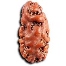 Load image into Gallery viewer, 1 Mukhi Rudraksha from Indonesia - Bead No.175