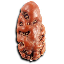 Load image into Gallery viewer, 1 Mukhi Rudraksha from Indonesia - Bead No.175