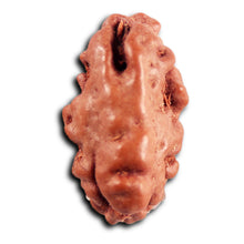 Load image into Gallery viewer, 1 Mukhi Rudraksha from Indonesia - Bead No.176