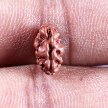 Load image into Gallery viewer, 1 Mukhi Rudraksha from Indonesia - Bead No.176