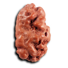Load image into Gallery viewer, 1 Mukhi Rudraksha from Indonesia - Bead No.176