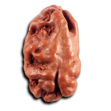 Load image into Gallery viewer, 1 Mukhi Rudraksha from Indonesia - Bead No.176