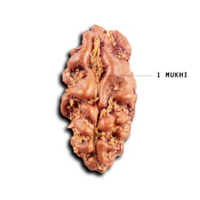 Load image into Gallery viewer, 1 Mukhi Rudraksha from Indonesia - Bead No.177