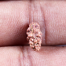 Load image into Gallery viewer, 1 Mukhi Rudraksha from Indonesia - Bead No.177
