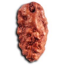 Load image into Gallery viewer, 1 Mukhi Rudraksha from Indonesia - Bead No.178