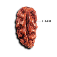 Load image into Gallery viewer, 1 Mukhi Rudraksha from Indonesia - Bead No.178