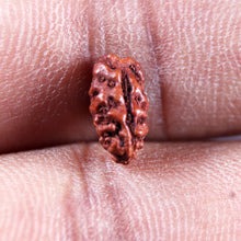 Load image into Gallery viewer, 1 Mukhi Rudraksha from Indonesia - Bead No.178