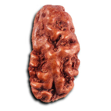Load image into Gallery viewer, 1 Mukhi Rudraksha from Indonesia - Bead No.178